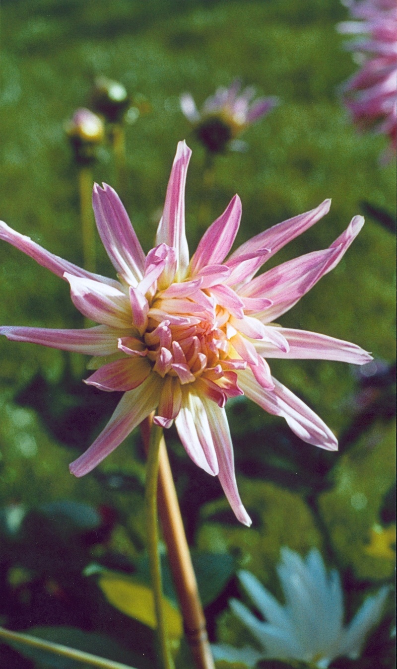 dahlia, flower, petal, pink Color, no people, botany, outdoors, growth, inflorescence, pollen, distinctive, plant, vulnerability, summer, focus on foreground