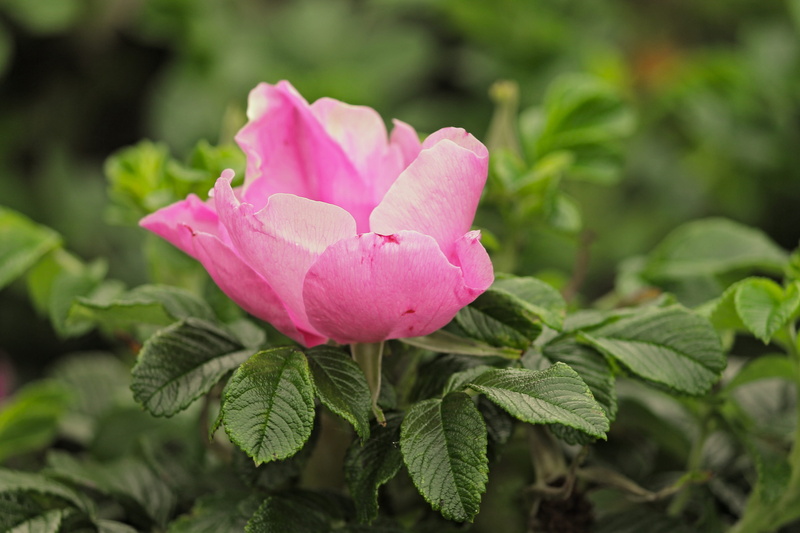 fragility, rose, green color, red, blossom, wild rose, bushes, rosebush, springtime, close up, pink color, rose bud, bush, bush rose, pink corymbifera