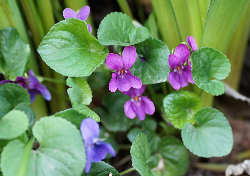 garden, distinction, flowering, pink, atypical, plant part, vulnerability, fragility, close-up, leaf, outdoors, spring, color, plant, no people, flowering plant