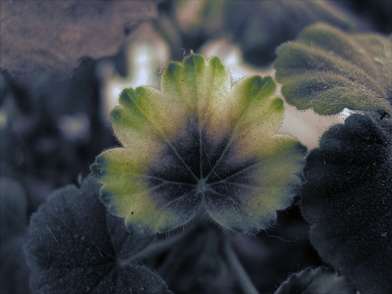 green, nature, distinction, leaf, geranium, 2K