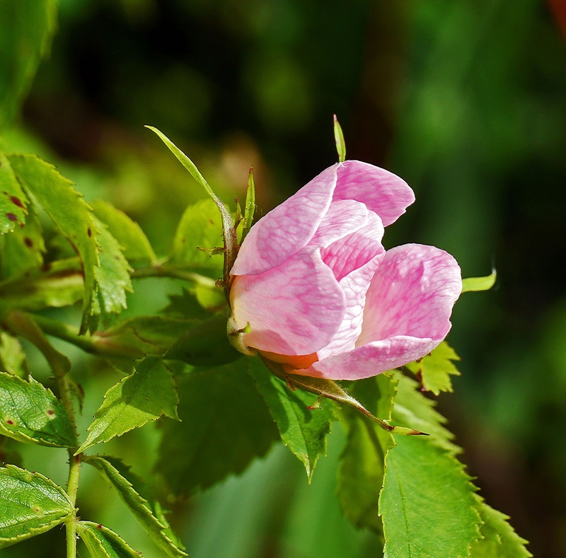 plant, nature, leaf, vulnerability, springtime, flower, distinctive, dog rose, pink color, pollen, day, pink, bush rose, blossom, wild rose, beauty in nature