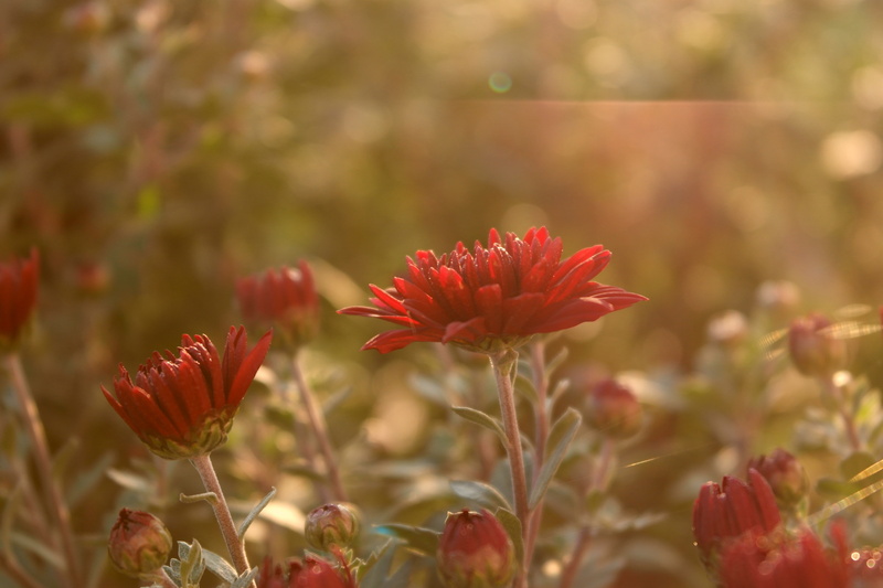flower, outdoors, plant, petal, flowerbed, distinction, flowering plant, flower head, nature, fragility, red, no people, land, close-up, sun rays, focus on foreground