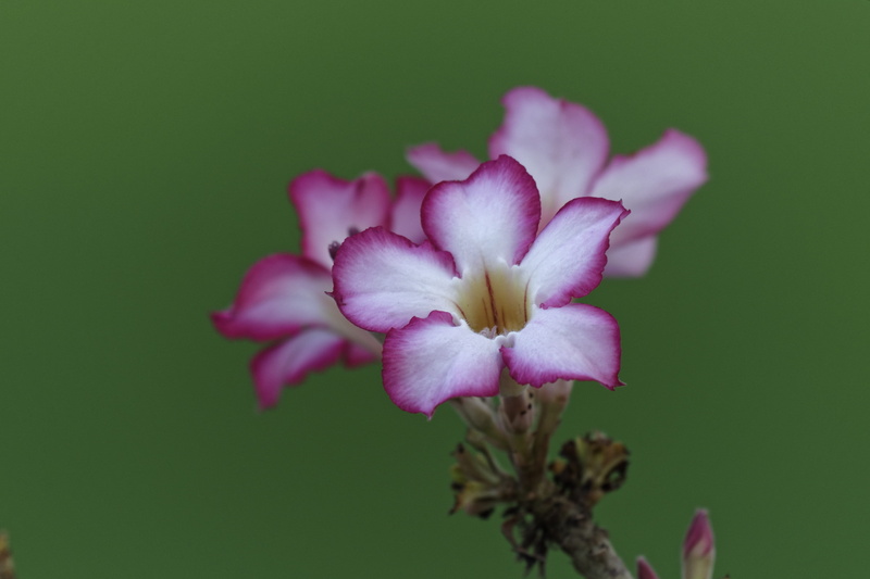 outdoors, close-up, pollen, beauty in nature, geranium, flower, no people, flowers, flowering plant, amaryllidaceae, colored background, pink color, acanthaceae