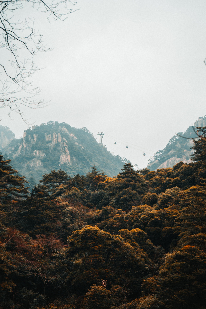 vegetation, day, tranquil scene, non-urban scene, animal, environment, fog, idyllic, abies, green, beauty in nature, no people, outdoors, mountain peak