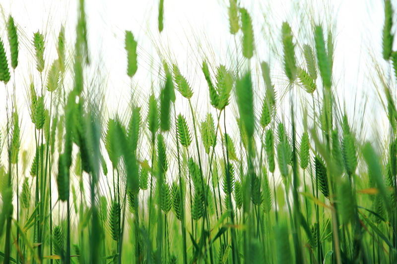 photo, nature, grass, udo, as yeonbuk, lighthouse, outdoors, no people, close-up, cheongbori, green color, closeup, green, travel, sea, olle gill, backgrounds