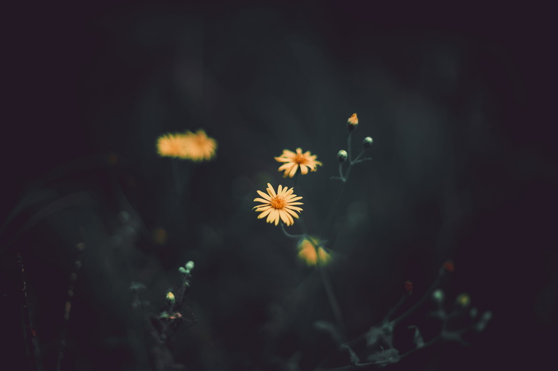 petal, backgrounds, alpha, blossom, rural Scene, botany, nature, growth, photography, 5K, light, sunlight, happy, wildlife, beauty In Nature