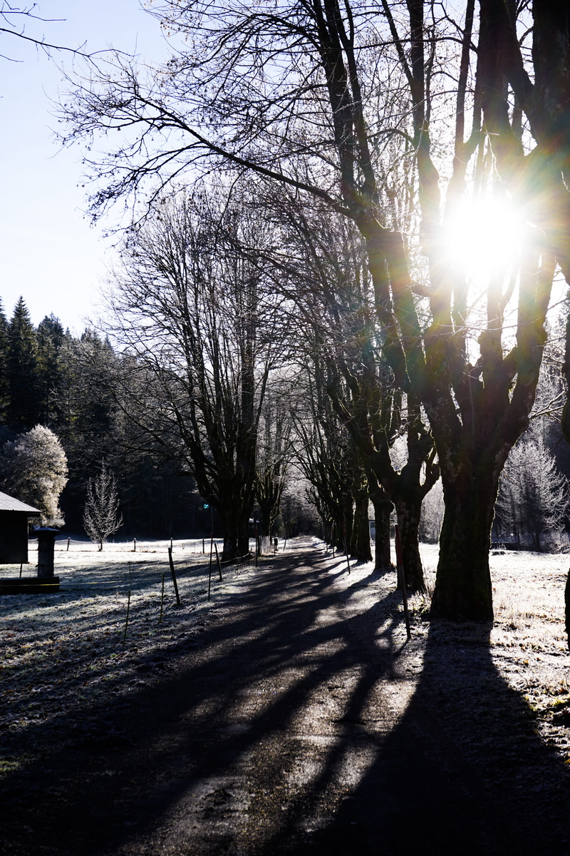 sony, winter, switzerland, sunbeam, tranquil scene, lens flare, outdoors, tranquility, sunlight, bare tree, alpha, cold temperature, shadow, sun, land