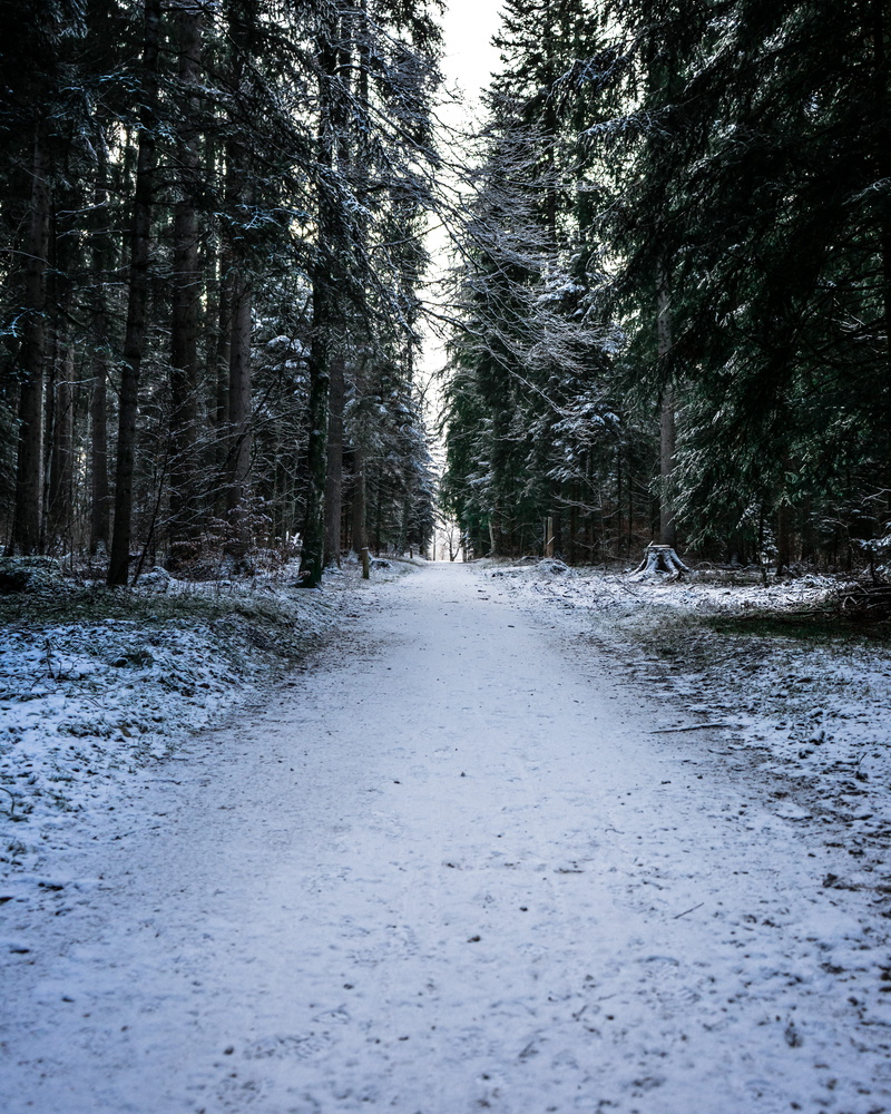 sony, spruce, scenics - nature, winter, beauty in nature, sonya7ii, road, trees, direction, tree, land, abies, ground, trail, path, dirt road, outdoors