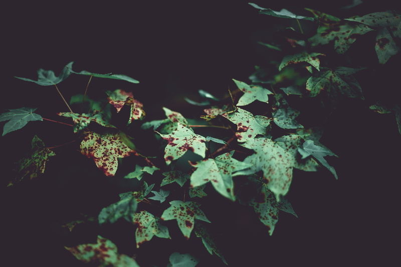 vulnerability, plant part, 5K, sony, brown, autumn, botany, wild, alpha, petal, tranquility, 50mm, leaves, a7, spot, growth, close-up, no people