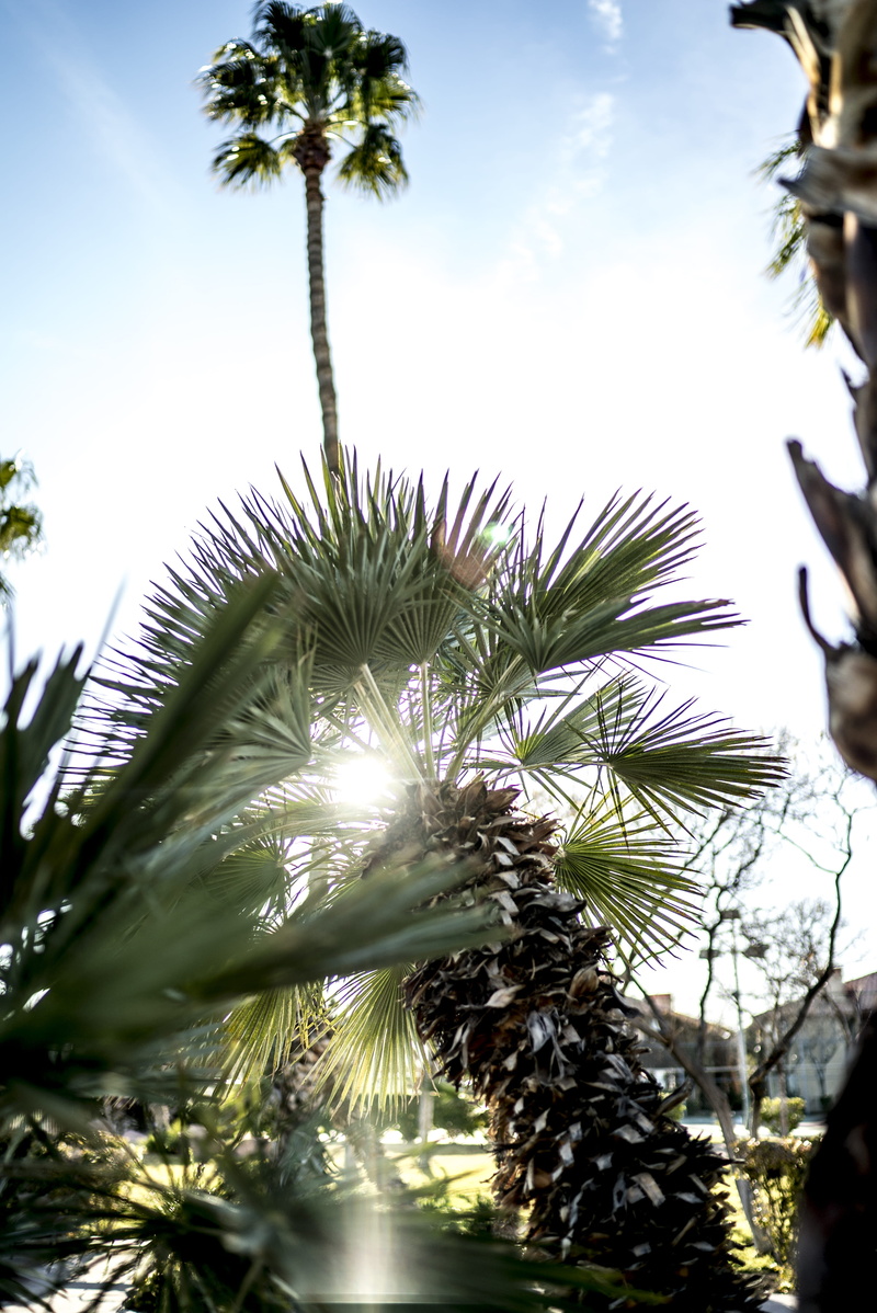 tree, day, sony alpha, palm trees, sony a7s ii, tropical climate, branch, cloud - sky, tranquility, sin city, poolside, photography, portrait, united states