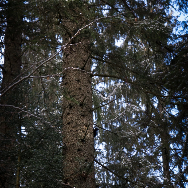 trunk, land, squirrel, growth, outdoors, 1080P, tall - high, tree canopy, sky, alpha, plant, tranquility, Sony a7 ii, tranquil scene, day, le locle, branch