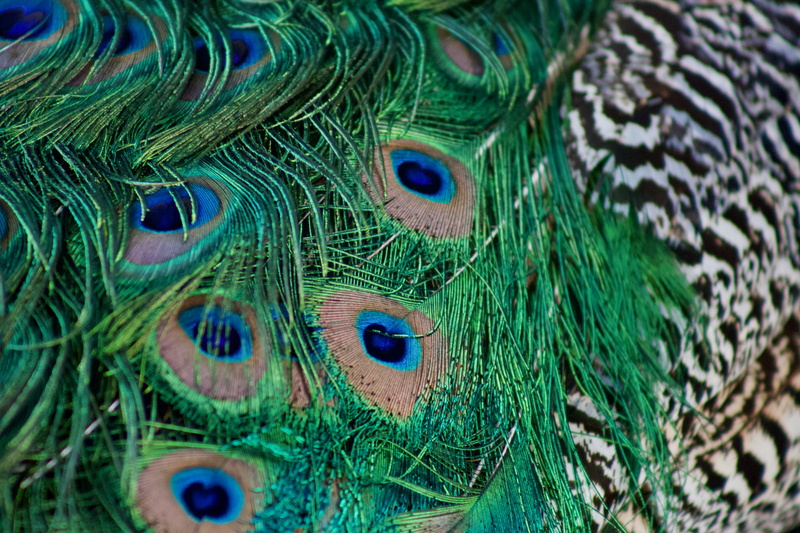 color, natural pattern, animal, day, portugal, vertebrate, green, animal wildlife, green color, no people, animal head, beauty in nature, multi colored