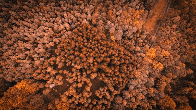 food, drone view, flower, flowering plant, plant, high angle view, full frame, backgrounds, red, 4K, arial, forest, freshness, outdoors, brown, photography