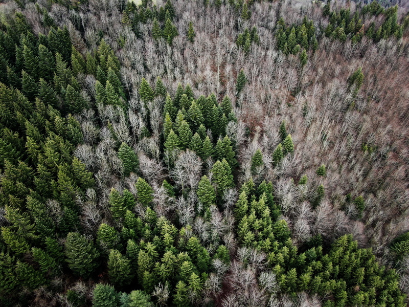drone, no people, green, conifer, scenics - nature, full frame, nature, swiss, forest, photography, asuel, arial, pine woodland, coniferous tree, 6, growth