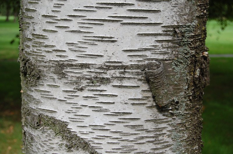 nature, focus on foreground, outdoors, pattern, tree trunk, forest, architecture, 2K, no people, tree, birch, growth, built structure, day, plant, trunk
