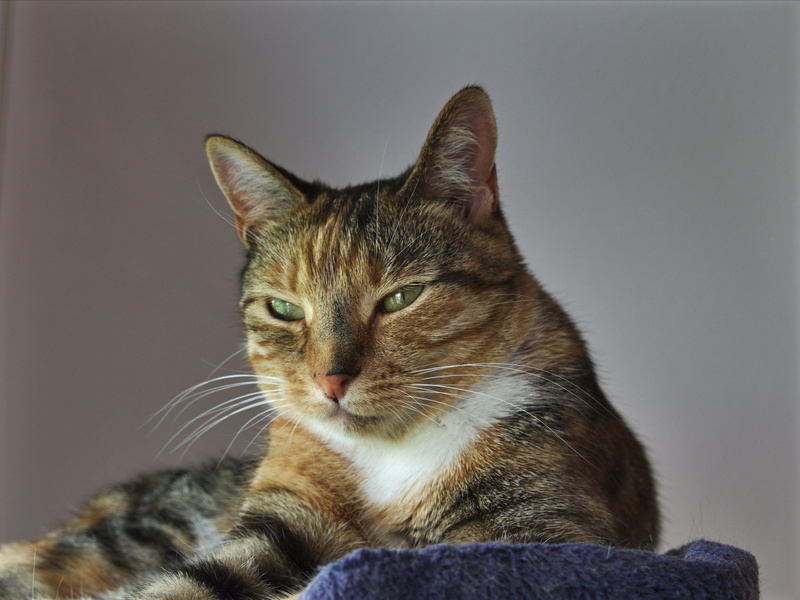 Female, 4K, close-up, Yrs, Animals, pets, Cat, 5 yrs, gentle, adorable, animal themes, intuitive, mammal, animal companion, animal eye, looking, no people