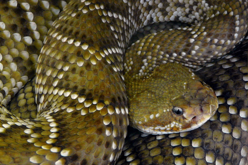 reptile, day, animal scale, animal themes, animal head, poisonous, rattlesnake, 1080P, natural pattern, snake, predator, warning sign, animals in the wild