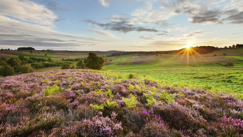 beautiful, meadow, nature and landscapes, sunrise, grass, british, 1080P, clouds, flowers, countryside