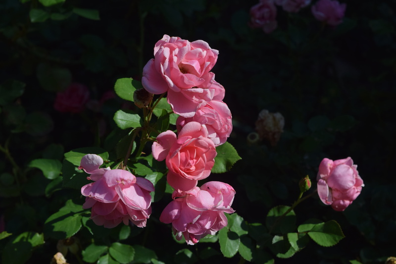rose - flower, bunch of flowers, fragility, 5K, close-up, outdoors, vulnerability, plant, flowering plant, nature, pinkrose, flower head, inflorescence