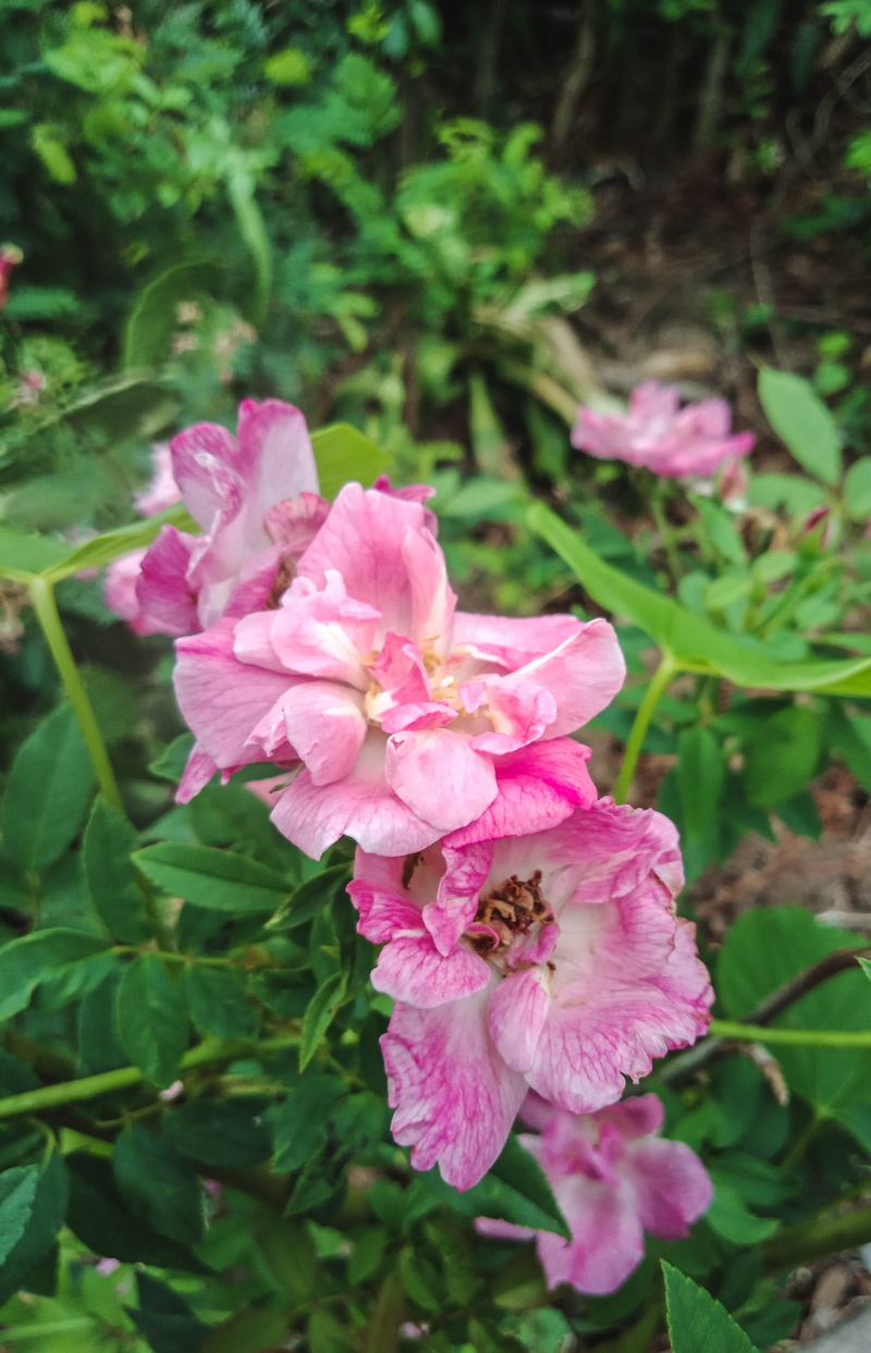 nature, flowers thailand, green, roespink, a rose, focus on foreground, pinkrose, plant part, red flowers, flowers, vulnerability, pink, 4K, flower head