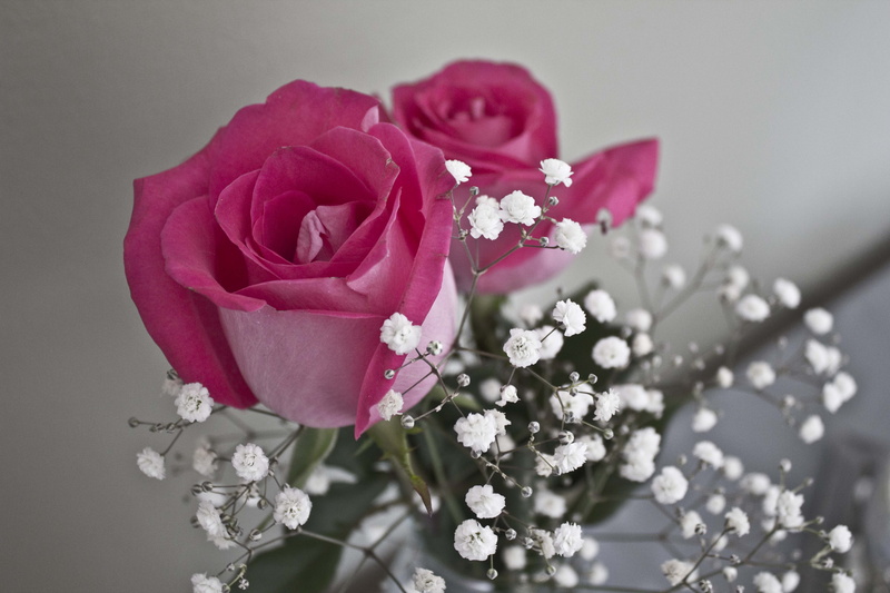 flowering plant, bouquet, studio shot, petal, rose - flower, focus on foreground, pink, plant, freshness, beauty in nature, rose, springtime, no people