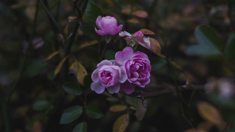 beauty in nature, flower, purple, petal, inflorescence, natural, close-up, flower head, nature, freshness, growth, fragility, romania, pink color, bucharest