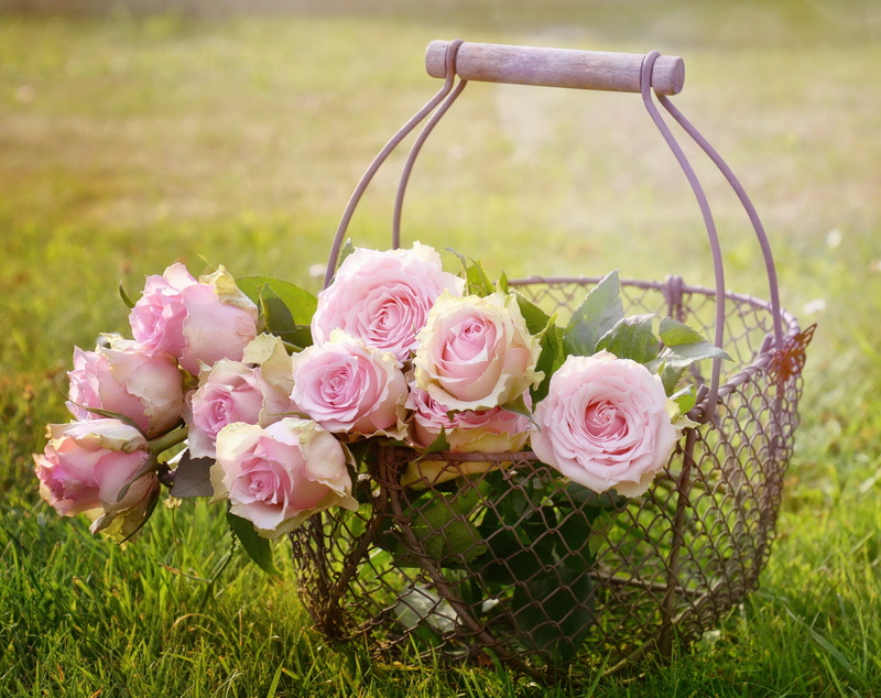 Blossom, Roses, Pink, pinkrose, beauty in nature, Bloom, outdoors, no people, freshness, field, Romantic, Plant, green color, vulnerability, flowering plant
