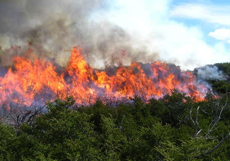 humo, incendio, bosque, 2K, naturaleza
