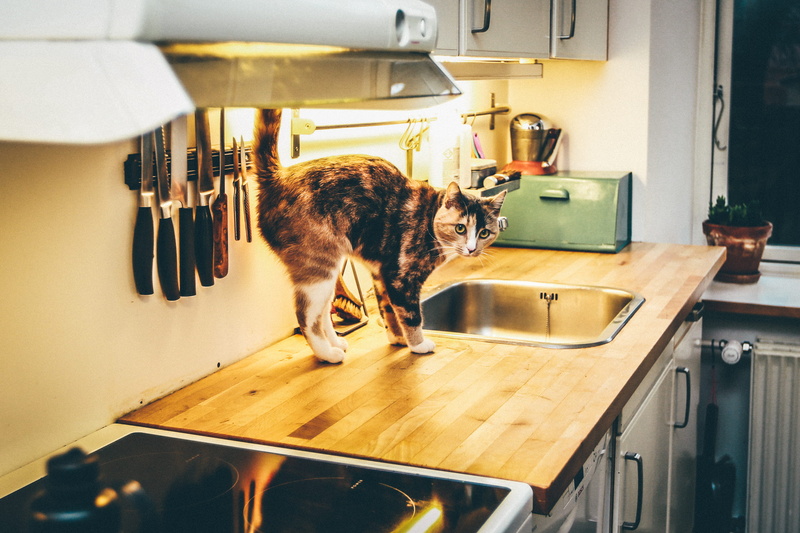 cat, indoors, beside, animal themes, animal, knives, short, 2K, kitchen, domestic room, snk, domestic, no people, domestic kitchen, black, hair, home