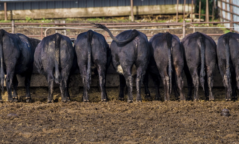 eat, land, mud, animal wildlife, domestic, livestock, 2K, domestic animals, no people, pets, feedlot, rear, animal, outdoors, herd, cattle, eating, vertebrate