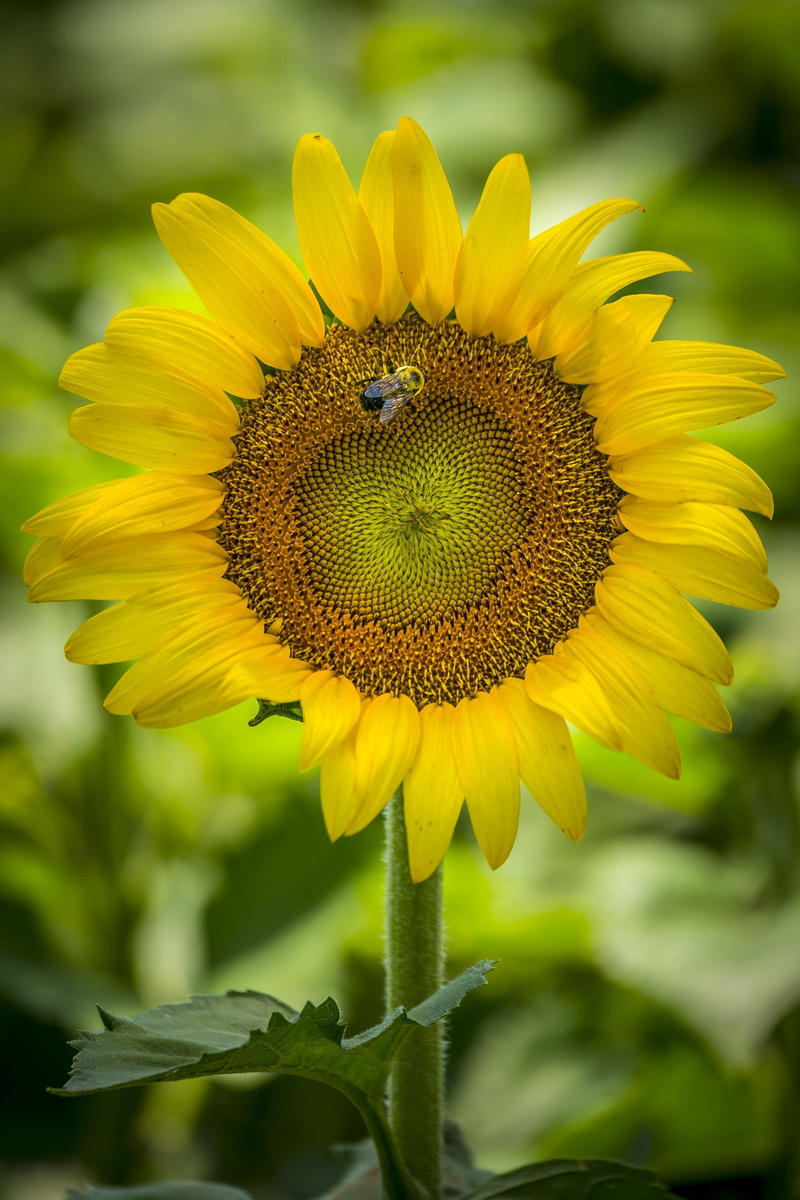 2K, bee, growing, vulnerability, focus on foreground, fragility, animal, usda, freshness, invertebrate, flowering plant, petals, pollination, vibrant