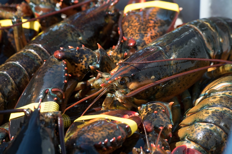 close up, selective focus, retail, raw food, food, cheung, 2K, freshness, animal, claws, live, for sale, indoors, wildlife, seafood, nature, wellbeing