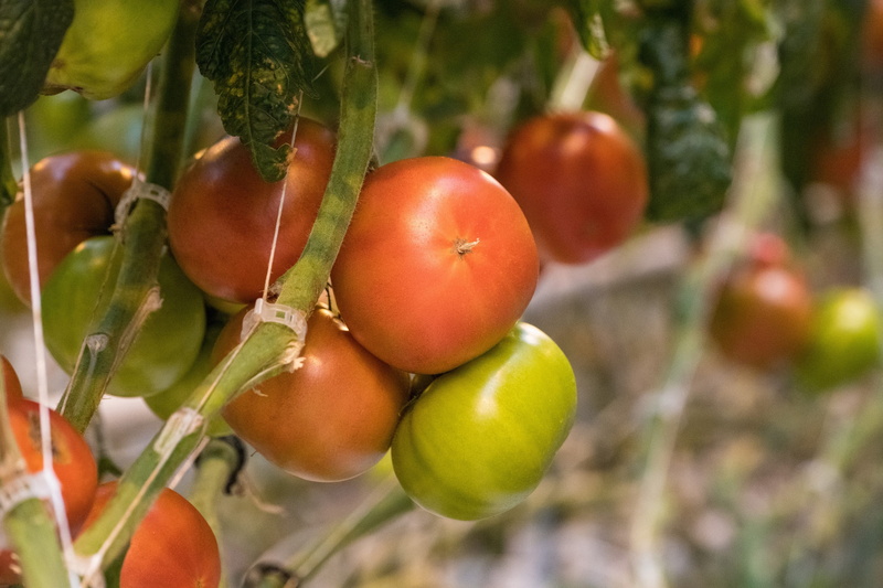 fruit, day, farmers market, vine, nutrition, salad, agriculture, fresh, freshness, focus on foreground, tree, red, tomato, close-up, natural, close up