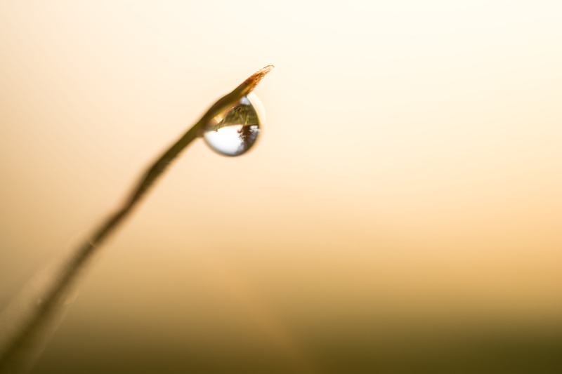 one animal, animal themes, animal, Drop, colored background, animal wildlife, dew, water, transmission, wet, Reflection, copy space, Grass, plant, Dof