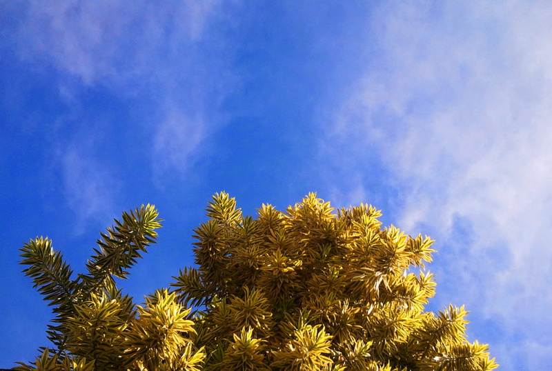 flower, canopy, clouds, treetop, cloud - sky, growth, no people, low angle view, sky, coniferous tree, Foliage, 1080P, scenics - nature, Plant, dispersed