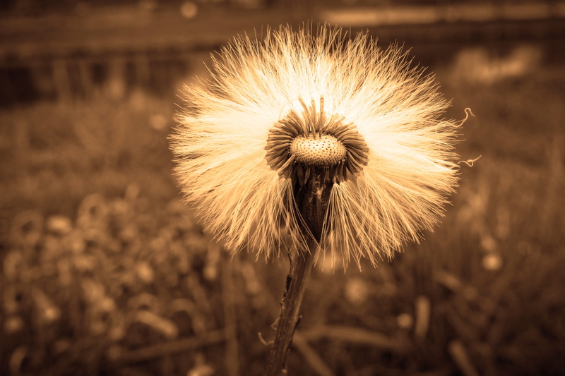 dandelion seed, seed, inflorescence, 4K, fragility, day, vulnerability, freshness, softness, plant, close-up, dispersal, flower head, flower, growth, nature