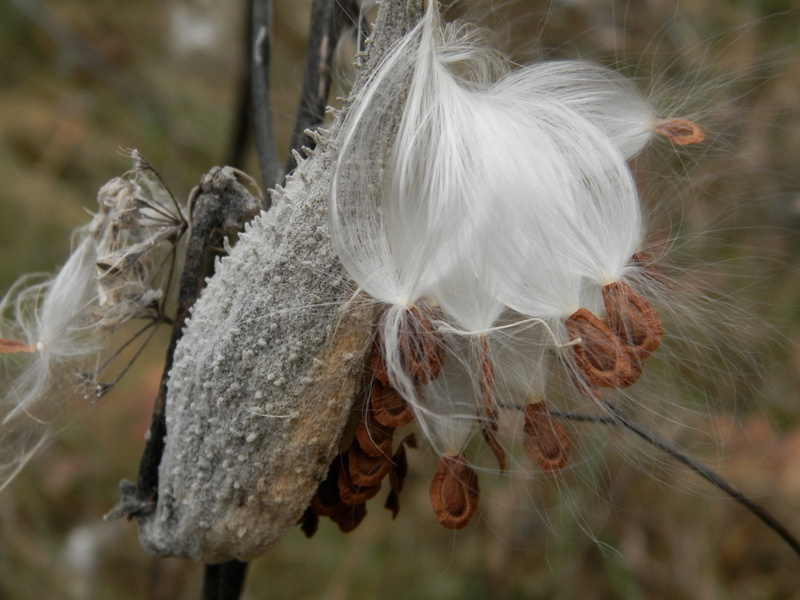 seed pod, outdoors, growing, plants, close-up, wilted plant, seasons, plant, softness, fragility, vulnerability, Milkweed, no people, flower, Milkweeds