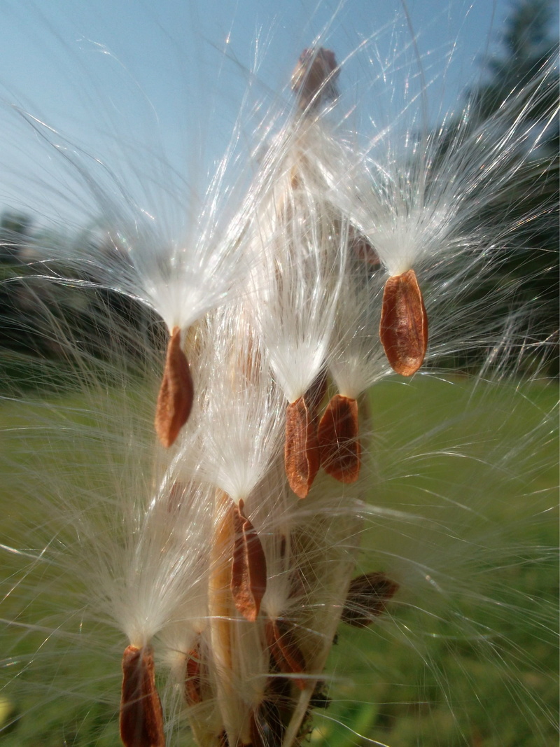 flora, milkweeds, nature, summer, background, buds, close-up, branch, brown, pod, plants, flower seeds, grass, seed, gardening, perenial, vegetation, seed pod