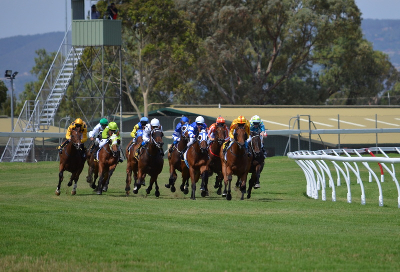 horseback riding, herbivorous, rider, horse racing, plant, horses, pets, track, field, mammal, 4K, competition, livestock, animal wildlife, animal, running