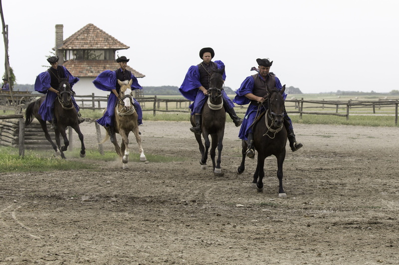 mammal, group of animals, domestic animals, day, livestock, protection, working animal, agriculture, horseback riding, activity, riding, animal wildlife
