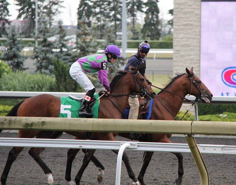 thoroughbred, animals, men, ride, sports, day, racehorse, horses, mammal, racing, sport, 4K, herbivorous, rider, reins, livestock, animal, race, vertebrate