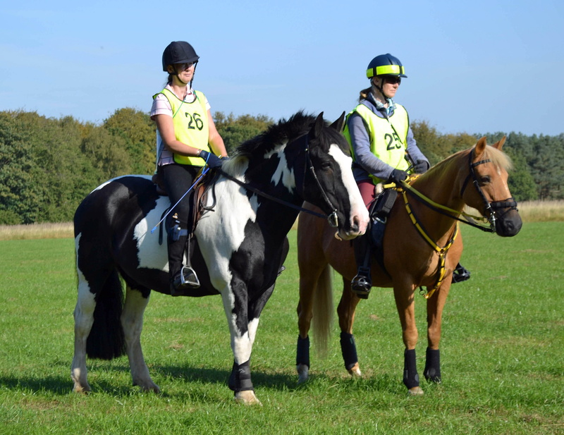 domestic animals, land, men, field, riding, competition, grass, animal Sport, livestock, lifestyle, horse Racing, summer, adult, sports Venue, mammal, farmland