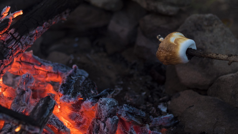 animal wildlife, charcoal, burnt, marshmellow, flame, food, day, solid, nature, fire - natural phenomenon, outdoors, marshmallow, close-up, animal themes