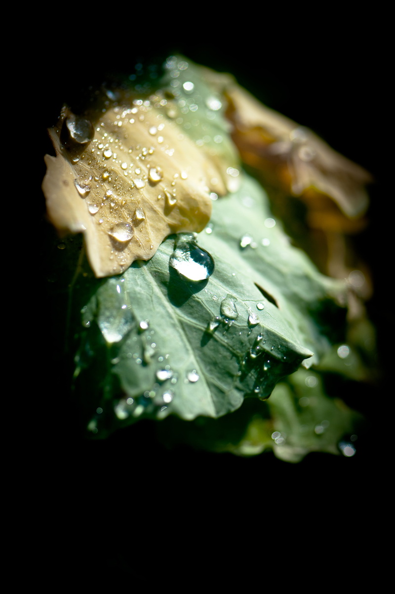 plant part, food, drop, flower head, beauty in nature, fragility, black background, green color, acanthaceae, nature, fruit, growth, vulnerability, petal