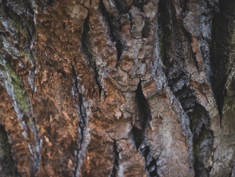 natural pattern, outdoors, textured effect, insect, close-up, algae, animal, pattern, root, tree trunk, tree, brown, plant bark, natural condition, texture