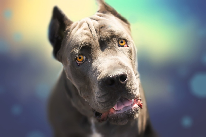 cane Corso, look, each, 1080P, dog, face