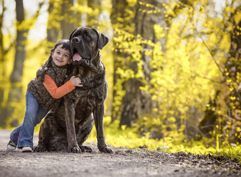 Photography, Hug, Dog, Love, Child, Little Girl, Cane Corso, 1080P