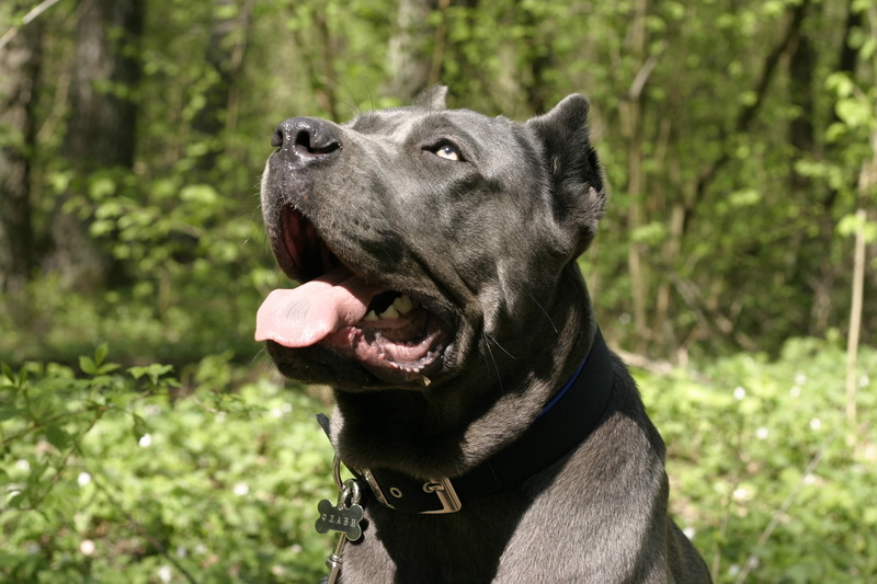 looking, animal, mouth, Curiosity, one animal, domestic, pets, sticking out tongue, facial expression, mammal, vertebrate, Dog, animal themes, domestic animals