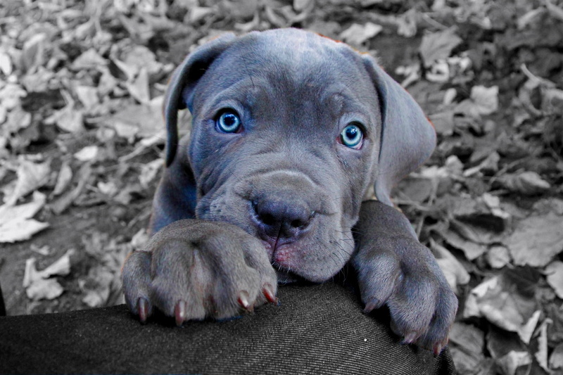 face, high angle view, gray, brown, purebred Dog, lying Down, small, one Animal, mammal, blue eyes, american, black Color, day, bull, looking, paws, relaxation
