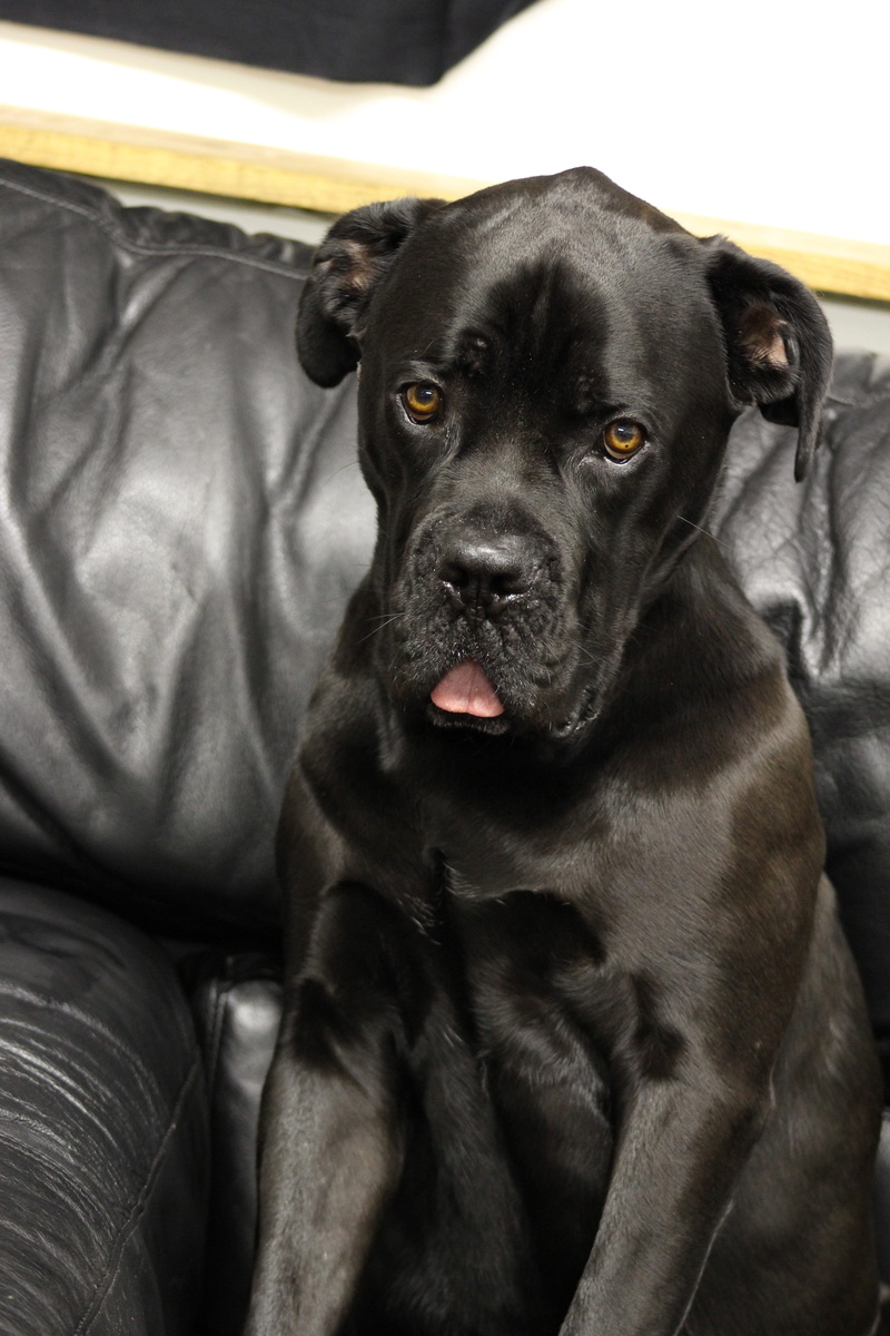 portrait, puppy, looking at camera, furniture, relaxation, cute dog, Silly, pet, Tongue, cuteness, one animal, canine, no people, black labrador, indoors